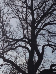 lake harriet tree 1 3:12