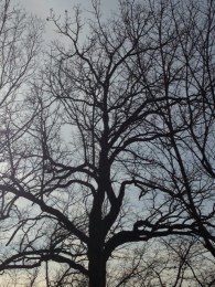 lake harriet tree 2 3:2:15