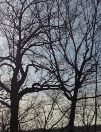 trees holding hands 3:12:15