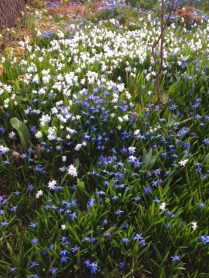 Early spring flowers apr 2015