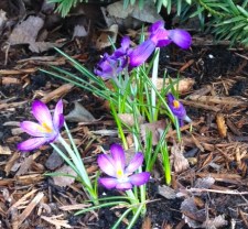 First crocuses apring 2015