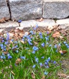 flowers april 5 2015