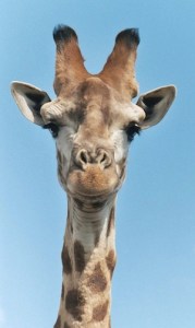 Giraffe-closeup-head
