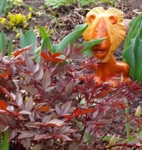 lion in the grass apr 2015