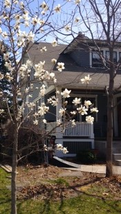 Spring flowering tree 2015