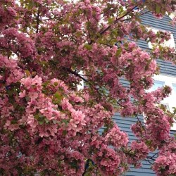 apple blossom evening may 4 2-15