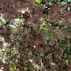 apple blossom morning