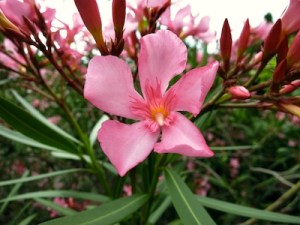 oleander-409330_1280