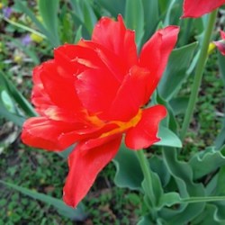 tulip yellow side may 2015
