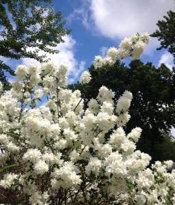 White flowers (amazing smelling!) 6-2015
