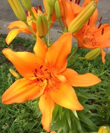 Day lily july 3 2015