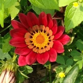 red flower july 3, 2015