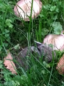 baby bunny