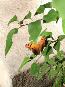 Comma butterfly aug 1 2015
