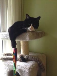 Luna %22playing%22 w Ruby Aug 2015