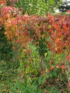 colorful vines 10-10-15