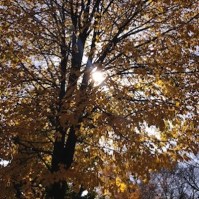 fall tree and sun 4