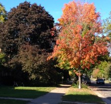 trees on pleasant 10:7:15