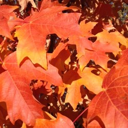 gorgeous leaves 11:3:15