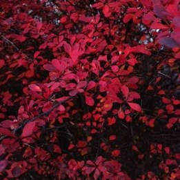 red leaves 11:2:15