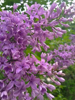 lilacs may 6 smaller