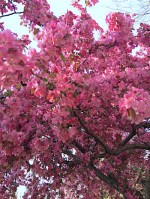 may 3 blossoms smaller