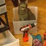 toby helping with tools