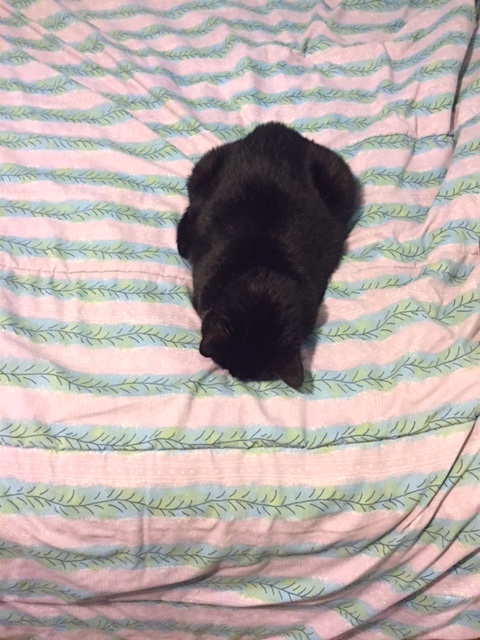 luna-faceplant-10-13-16