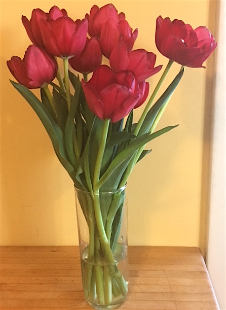 march tulips