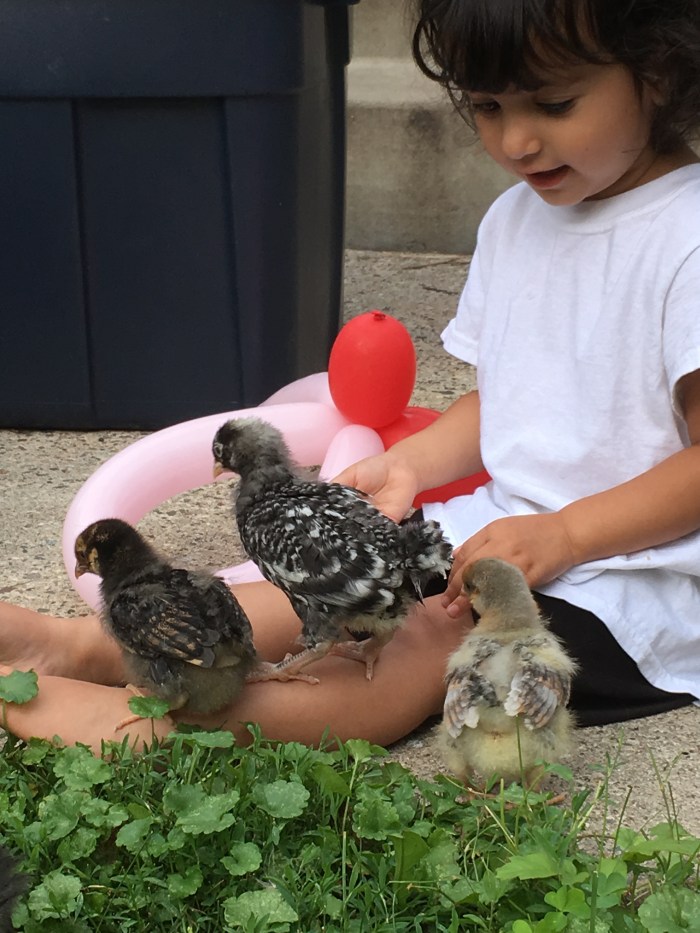 ida and chickens quack 2017