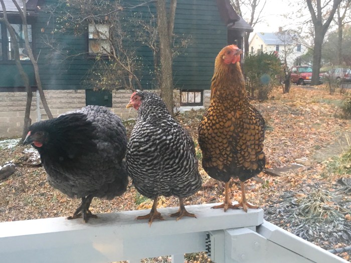 good morning chickens