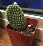 baby cactus jan 2018