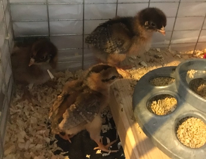 the babies! 2018 copy.jpg