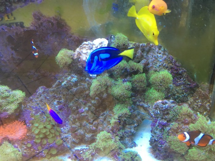 Finding Nemo tank Apr 2018.JPG