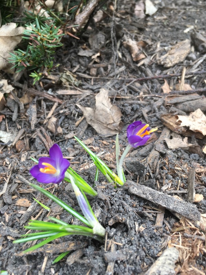 spring blossoms 4:2018