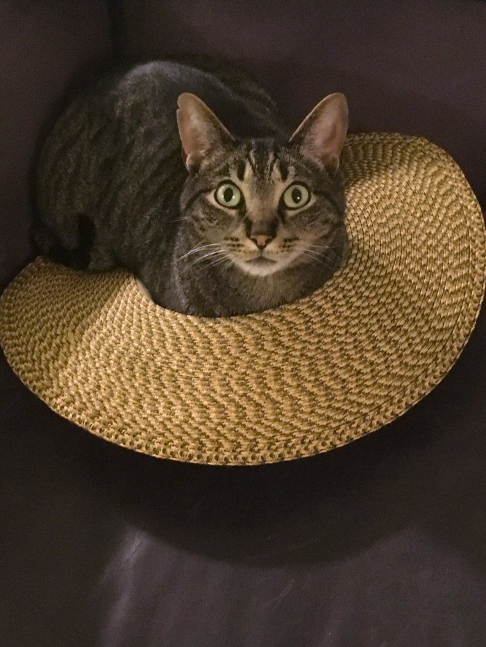 Toby in my hat Apr 2018