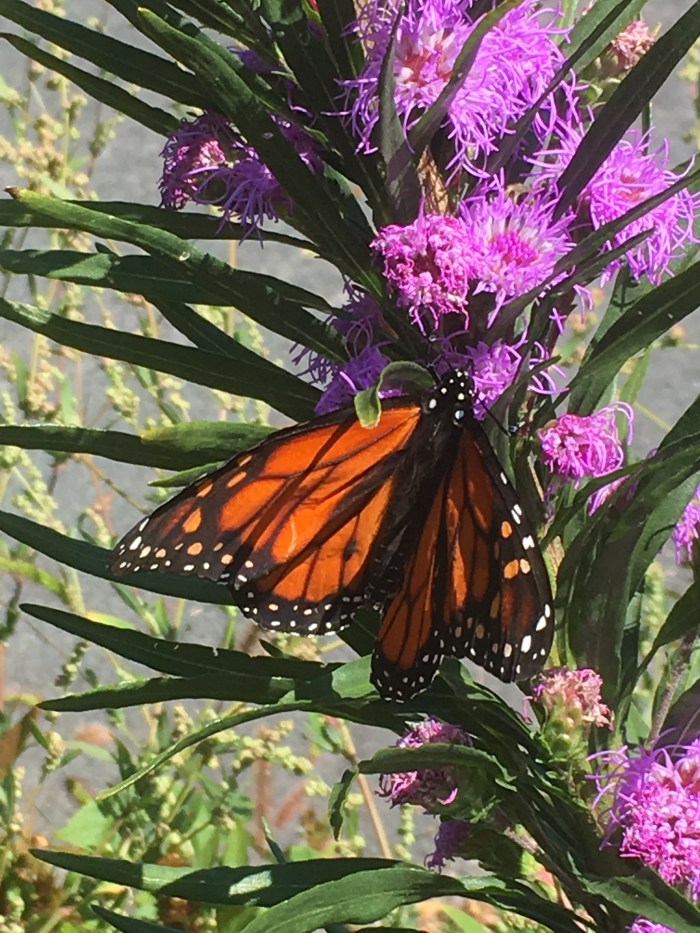 Sept monarch 2018