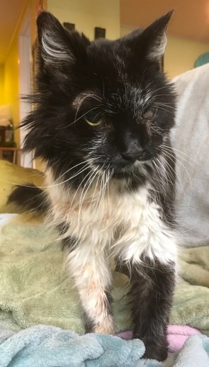 Zombie death kitty Brando Halloween 2018